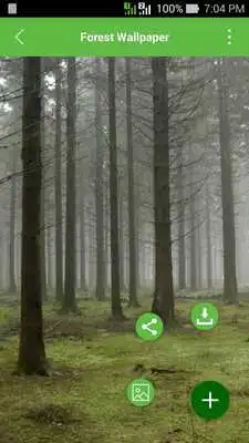 Play Forest Wallpapers