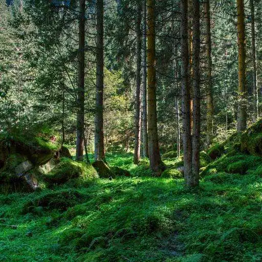 Free play online Forest Wood Wallpaper APK Free play online Forest Wood Wallpaper APK