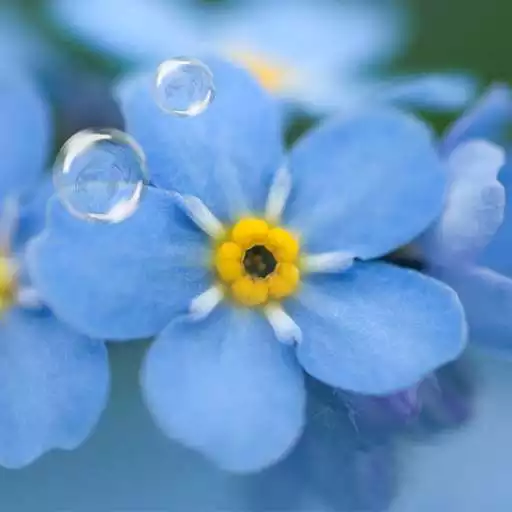 Run free android online Forget-Me-Not Live Wallpaper APK Run free android online Forget-Me-Not Live Wallpaper APK