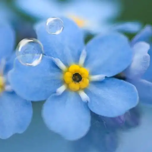 Play Forget-me-not Live Wallpaper APK Play Forget-me-not Live Wallpaper APK