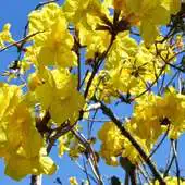 Free play online Forsythia Wallpapers APK Free play online Forsythia Wallpapers APK