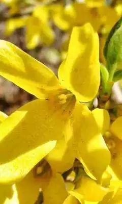 Play Forsythia Wallpapers
