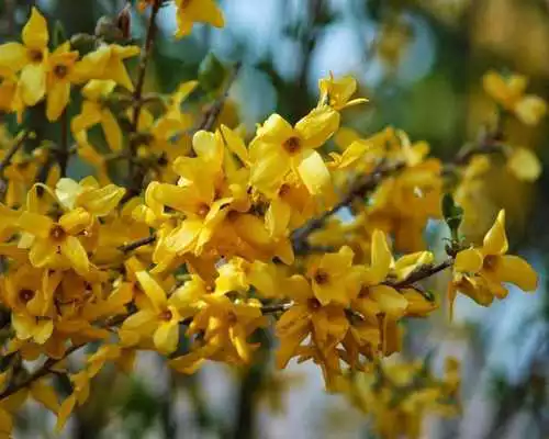 Play Forsythia Wallpapers