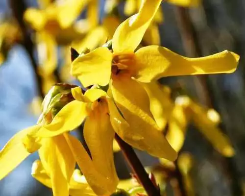 Play Forsythia Wallpapers