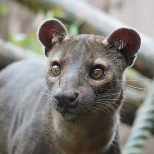 Play Fossa Wallpaper APK