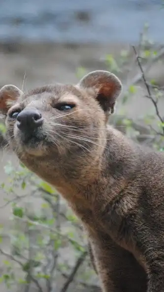 Play Fossa Wallpaper and enjoy Fossa Wallpaper with UptoPlay Play Fossa Wallpaper and enjoy Fossa Wallpaper with UptoPlay