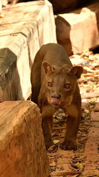 Play Fossa Wallpaper as an online game online Fossa Wallpaper with UptoPlay Play Fossa Wallpaper as an online game Fossa Wallpaper with UptoPlay