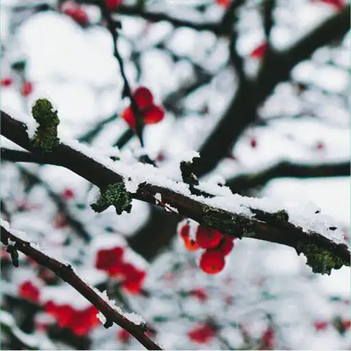 Play Four Season Wallpaper APK