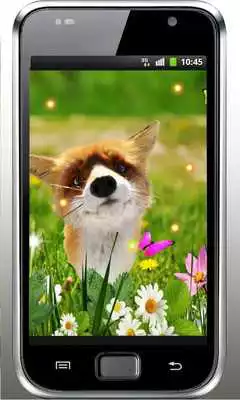 Play Fox Small Cute live wallpaper