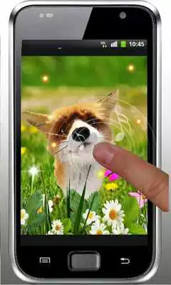 Play Fox Small Cute live wallpaper