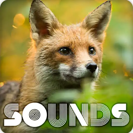 Play Fox Sound Ringtones APK