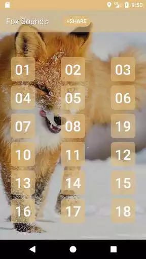 Play Fox Sounds and Ringtone  and enjoy Fox Sounds and Ringtone with UptoPlay