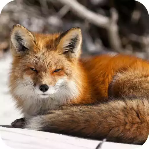 Play Fox Wallpaper HD APK Play Fox Wallpaper HD APK