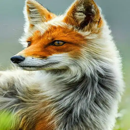 Free play online Fox Wallpaper APK Free play online Fox Wallpaper APK
