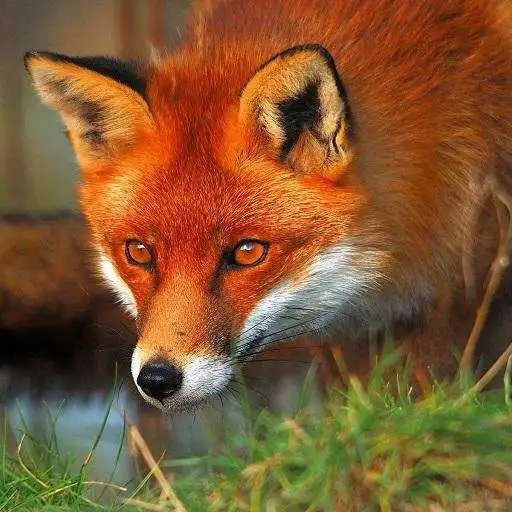 Play Fox Wallpapers HD APK Play Fox Wallpapers HD APK