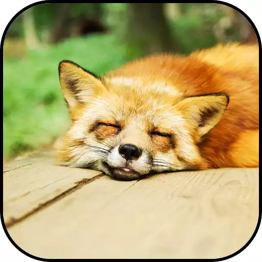 Play Fox wallpapers APK Play Fox wallpapers APK