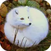 Free play online FOX Wallpapers v1 APK