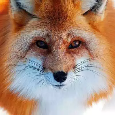 Play FOX Wallpapers v1