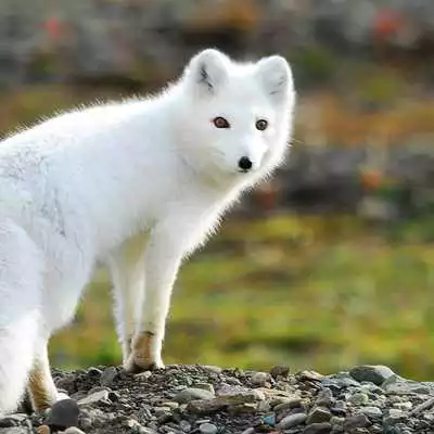 Play FOX Wallpapers v1