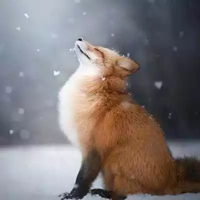 Play FOX Wallpapers v1