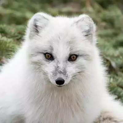 Play FOX Wallpapers v1