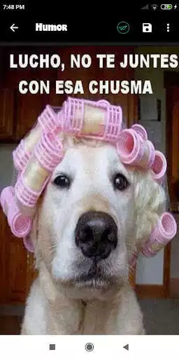 Play Frases chistosas para reir  and enjoy Frases chistosas para reir with UptoPlay