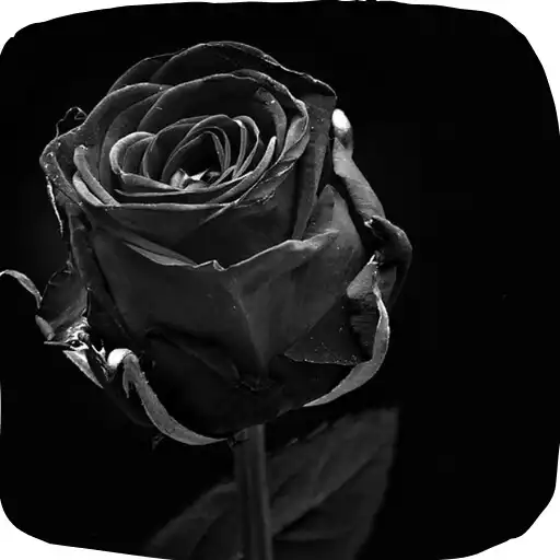 Play Frases de luto APK Play Frases de luto APK