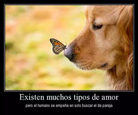 Play Frases tiernas con imagenes