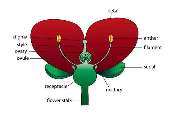 Play FREE 2017 KCSE KNEC PAST PAPERS