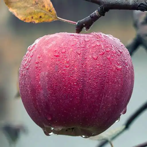 Free play online free apple wallpaper  APK
