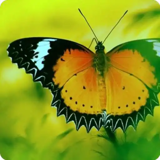 Play Free Beautiful Natures Wallpapers 2020 APK