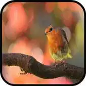 Free play online Free Bird Images APK