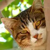 Free play online free cat backgrounds APK