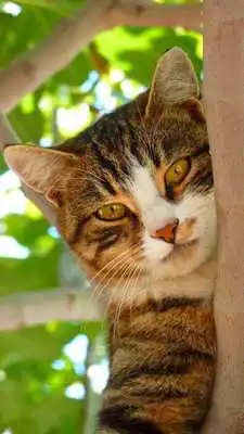 Play free cat backgrounds