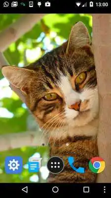 Play free cat backgrounds