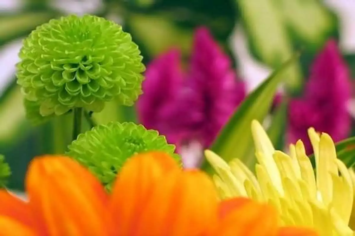 Play Free Colourful Images