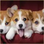 Free play online Free Dog Wallpaper APK