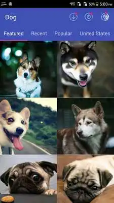 Play Free Dog Wallpaper