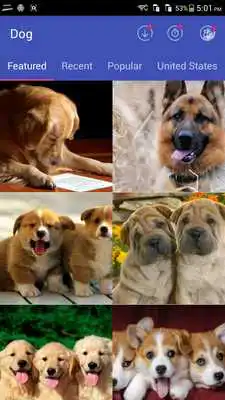 Play Free Dog Wallpaper