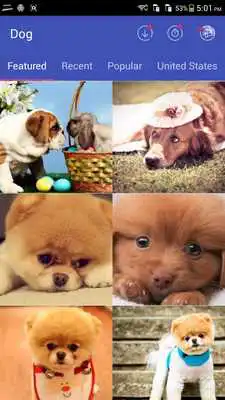 Play Free Dog Wallpaper