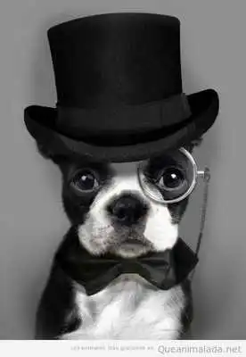 Play Free Funny Videos 2020