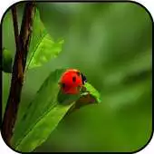 Free play online Free Green Images APK
