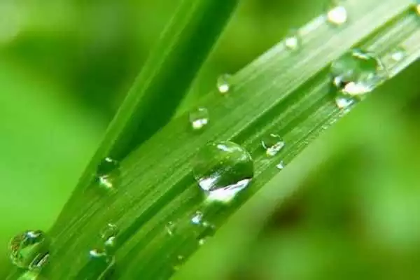 Play Free Green Images