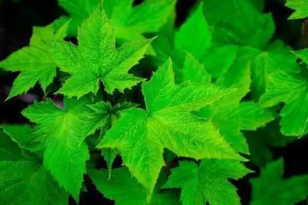 Play Free Green Images