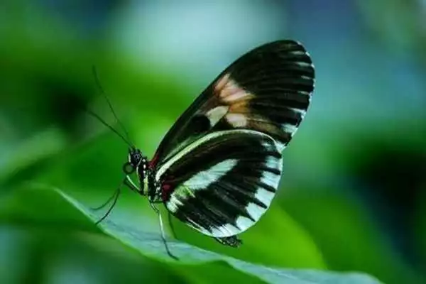 Play Free Green Images