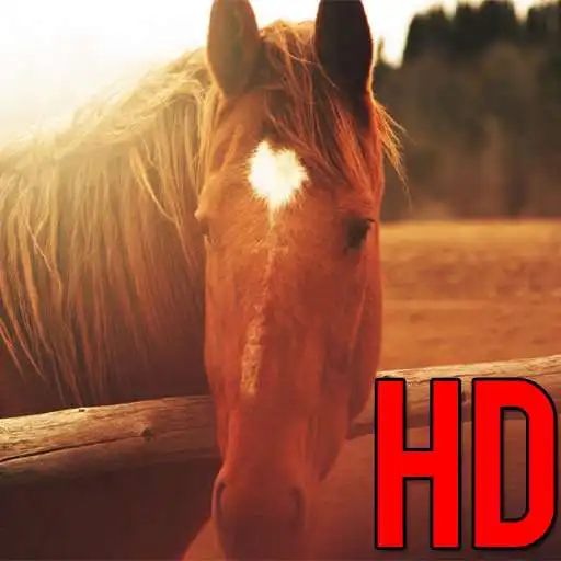 Play Free Horse Wallpaper : Horse Wallpapers APK