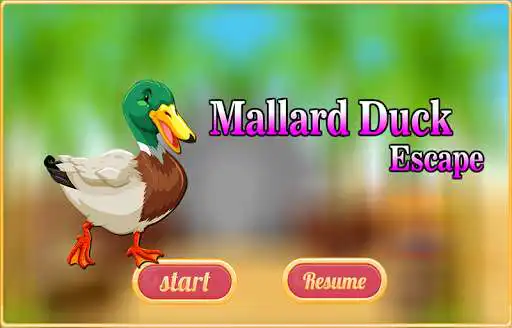 Play Free New Escape Game 94 Mallard Duck Escape  and enjoy Free New Escape Game 94 Mallard Duck Escape with UptoPlay