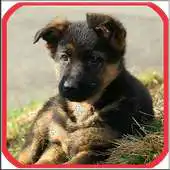 Free play online Free Wallpapers of Animals HD APK