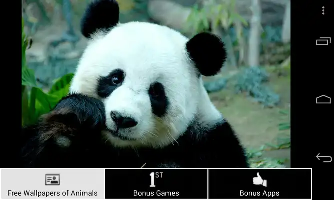 Play Free Wallpapers of Animals HD Play Free Wallpapers of Animals HD