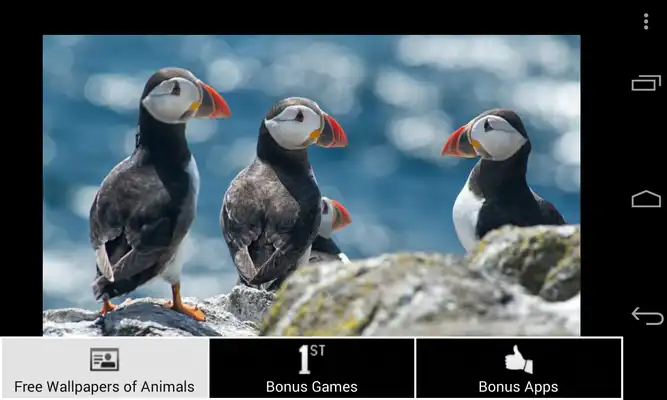 Play Free Wallpapers of Animals HD Play Free Wallpapers of Animals HD